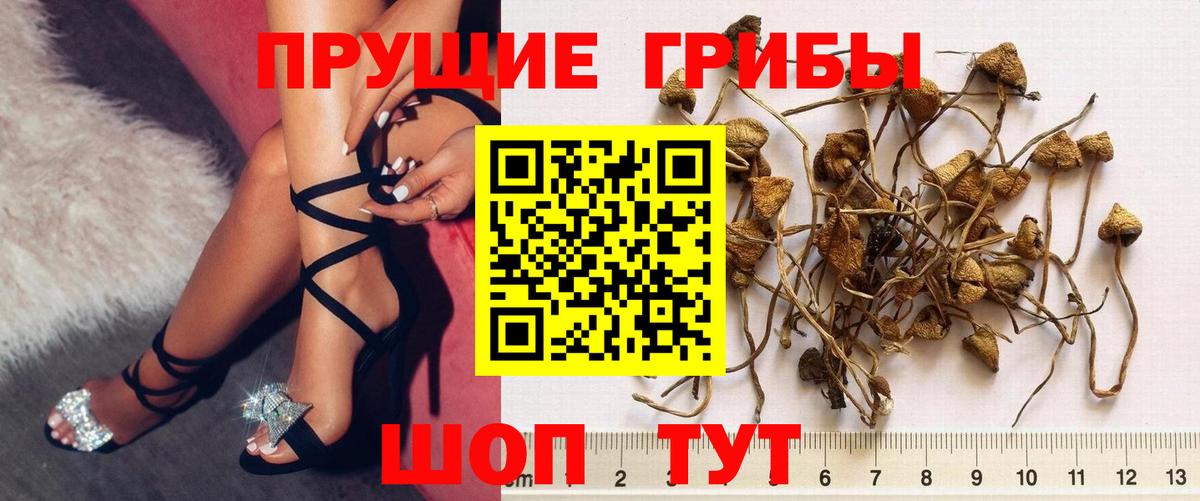 Галлюциногенные грибы Psilocybe Набережные Челны